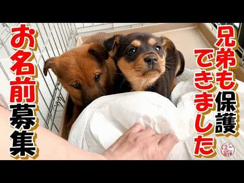 【保護犬　子犬　お名前募集】残りの兄妹も保護できました！