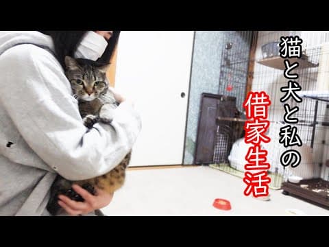 とんでもない場所で喧嘩をする猫！おかずをみんなで分けあって食べた日！