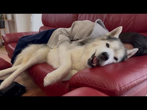 「プピプピ文太」動画投稿終了のお知らせ