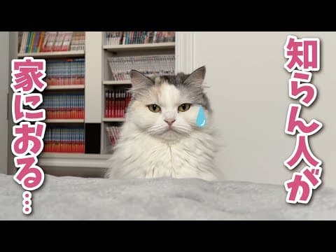 知らない人がリビングで寝ててパニックになる猫【関西弁でしゃべる猫】【猫アテレコ】