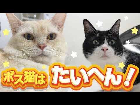 ボス猫ニャーゴさんは弟分つよボムのお世話で大忙しだ！