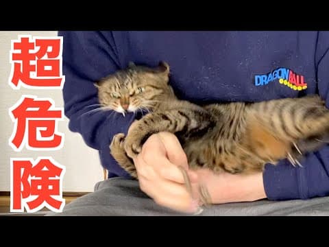 危険度S級の猛獣の爪切り...誰か代わりにやってくれ...