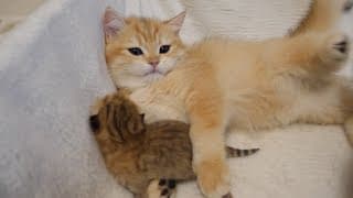 Kitten Poco takes care of baby kitten when the mother cat is not around.