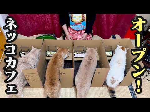 怠惰な猫のために猫専用のネットカフェを作りました