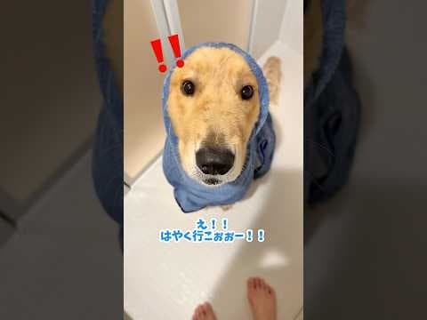 不憫なおやびん🐥#大型犬 #ゴールデンレトリバー