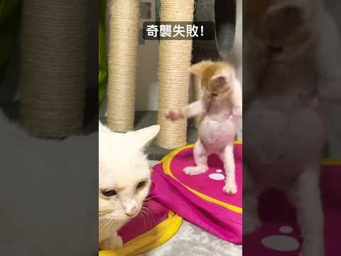 じいちゃんに奇襲を仕掛けるヨチヨチ子猫   #cat #kitten #猫 #子猫 #ねこ #こねこ #保護猫  #cute  #猫のいる暮らし #shorts