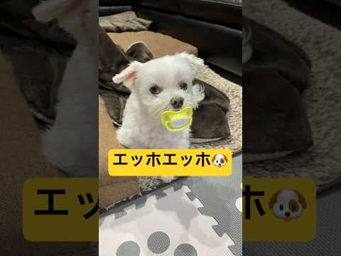 エッホエッホで愛犬を呼んだら爆笑🤣🤣🤣#shorts #可愛い犬 #マルチーズ