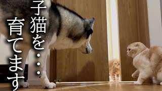 子猫を育てる気満々の犬と先住猫がこちらです...