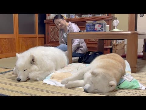 柴犬を母親だと思っているサモエド、並んで一緒に寝る幸せな光景
