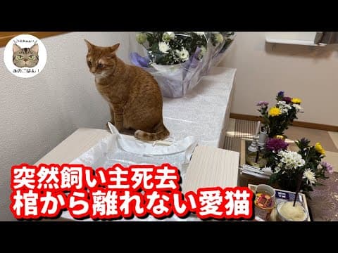 亡くなった飼い主の帰りをずっと待つ愛猫達「ありがとうパパさん」最後のパパさんからの一言に涙…