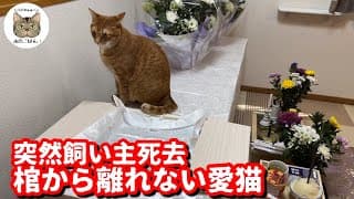 亡くなった飼い主の帰りをずっと待つ愛猫達「ありがとうパパさん」最後のパパさんからの一言に涙…