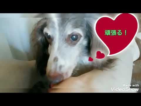 ママの足を一生懸命、舐めて、ご褒美を欲しがるワンコ