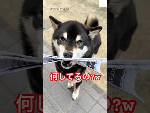 爆笑‼️手紙咥えてきた柴犬さん😂　#柴犬　#犬　#かわいい犬 #おもしろ #黒柴