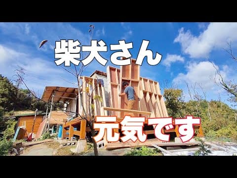 肩が骨折したけど柴犬さん元気です☺