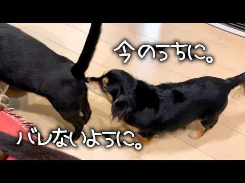 引き籠り犬が苦手な相手ランキングが判明しました