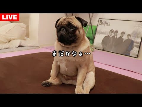 🔴久しぶりのお留守番ライブ！マクドナルドの新作バーガー買ってきます