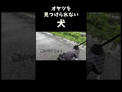 オヤツを見つけられない