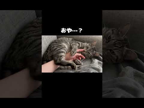寂しそうな猫にかまった瞬間こうなります #猫 #かわいい #赤ちゃん
