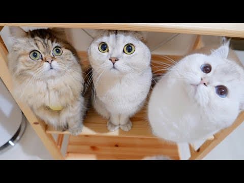These father and baby kittens were so cute they could hardly wait for their meal!