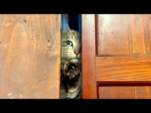 猫がどうしてもアレをしてほしいと訴えてきた