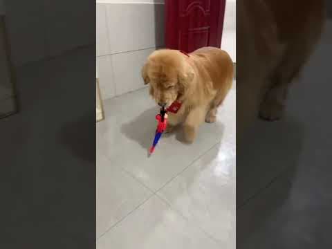 Golden Retriever Don't Like Joke #shorts #dogs