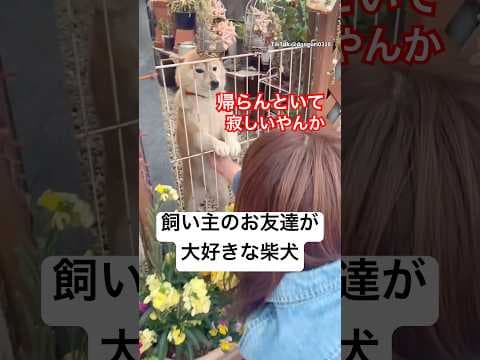 帰らんといて‼️ ガチで引き止めてくる柴犬が可愛すぎる😂　#柴犬　#犬　#かわいい犬 #かわいい #犬のいる暮らし