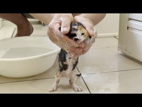 野良出身だけに濡れることがそれほど嫌じゃない子猫