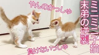 出遅れミニ子猫、兄妹猫に成長を見せつける　The youngest kitty's counterattack