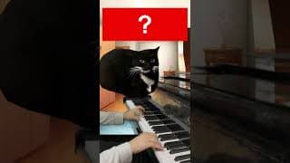 猫ミームで100万回聴くけど名前が分からない曲  #猫ミーム