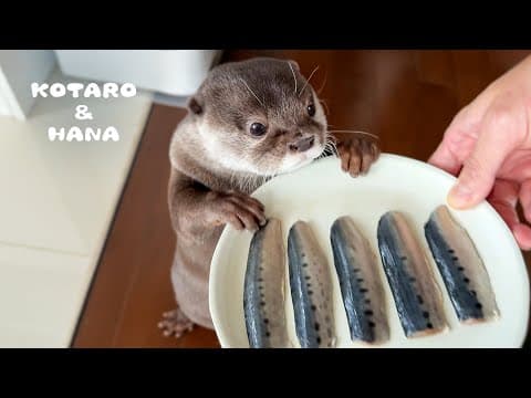 イワシを嫌がってたカワウソが一口食べたらこうなった　Otter Eats Sardines for the First Time and Gets Hooked
