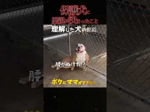 犬が驚き「腰をぬかした」瞬間！里親決定「幸せになるために生まれて来たんだ！」#shorts