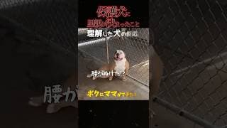 犬が驚き「腰をぬかした」瞬間！里親決定「幸せになるために生まれて来たんだ！」#shorts