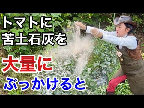 【目からウロコ】とんでもない効果が得られます　【カーメン君】【トマト】【苦土石灰】【育て方】
