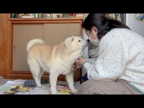 母との一週間ぶりの再会、嬉しすぎて半泣きする柴犬