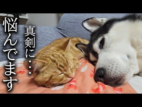 子猫の事で非常に悩んでます...