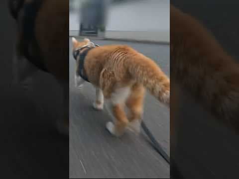 猫を爆速で追っかける猫#元野良猫チャチャ #猫武将 #ネコ #ねこ #猫 #cat #チャチャ