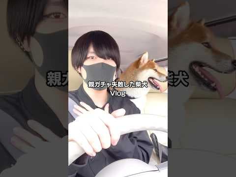 親ガチャ失敗した柴犬のVlog。#shorts