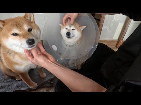 こわごわ寄ってきて一緒にマッサージしてもらうココさん