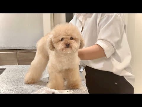 どちら様ですか。変わりきった愛犬の姿