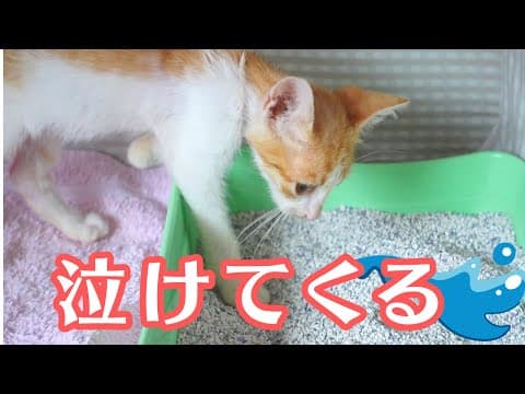 骨と皮だけの保護した子猫の後ろ足に涙　生命力が鍵