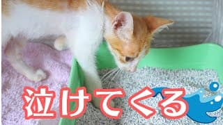 骨と皮だけの保護した子猫の後ろ足に涙　生命力が鍵