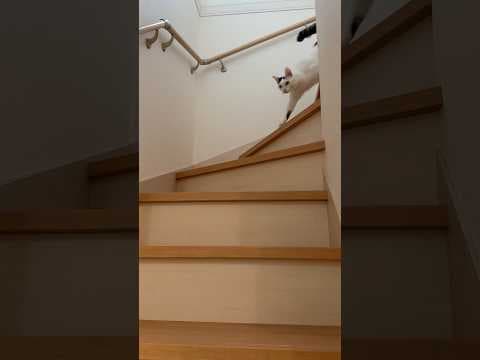 「ごはん」と呼んで猫が来るかチャレンジしてみたら…！w #shorts