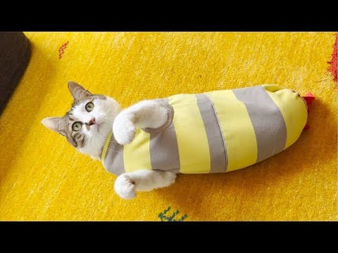 エース本発売記念日ライブ😸