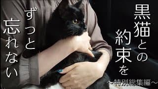 【あれから4年】暗闇で鳴いてた子猫が人生を変えた【野良猫から家猫へ】