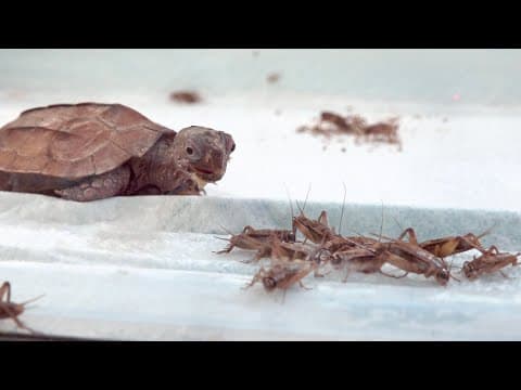 腹ペコのカメの目の前に大量のコオロギをばら撒くとこうなる