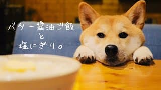 小悪魔な柴犬と悪魔のバター醤油ご飯、塩にぎり