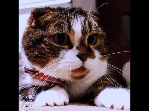 黒目がまん丸になる猫が可愛かった！　#白猫 #マンチカン #短足
