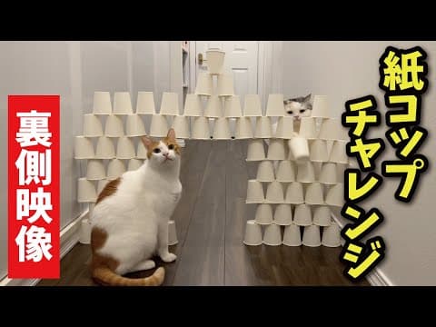 チャレンジ企画の裏側はこんな感じになっております【関西弁でしゃべる猫】【猫アテレコ】