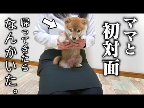 初対面の母に3秒で甘えん坊になる生後56日の柴犬が可愛すぎました…