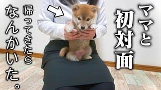 初対面の母に3秒で甘えん坊になる生後56日の柴犬が可愛すぎました…